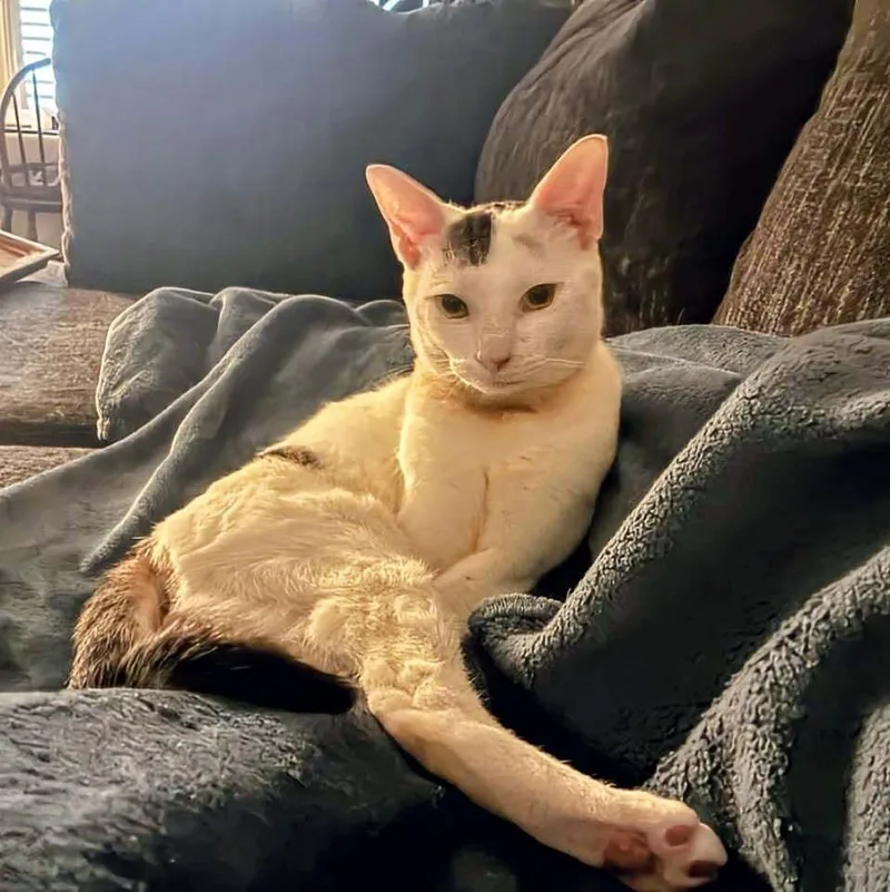 An adult medium-sized male Domestic Short Hair cat named Oliver for adoption in Dallas, TX