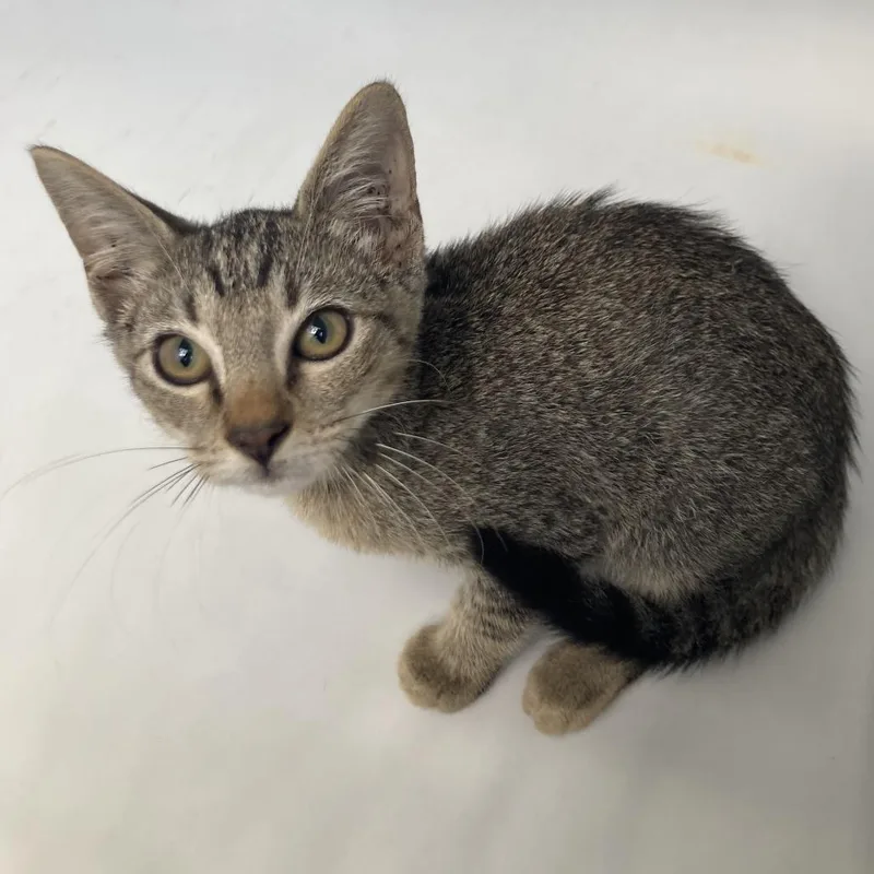 A baby small-sized male Brown / Chocolate Domestic Short Hair cat named Bolt for adoption in Beaumont, TX
