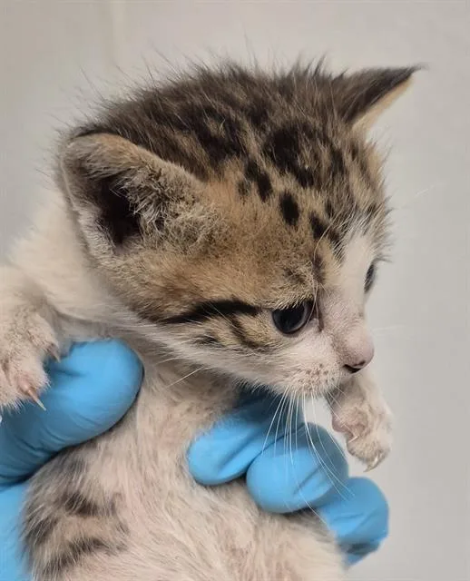 A baby small-sized male Domestic Short Hair cat named Chandler for adoption in Bakersfield, CA