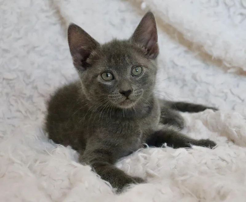 A baby medium-sized male Gray / Blue / Silver Tabby cat named Inigo for adoption in Saint Augustine, FL