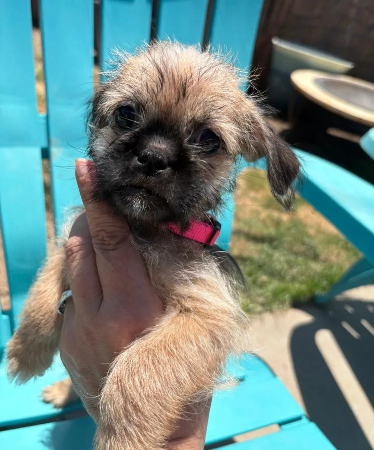 A baby small-sized female Pug dog named Mercury for adoption in San Diego, CA
