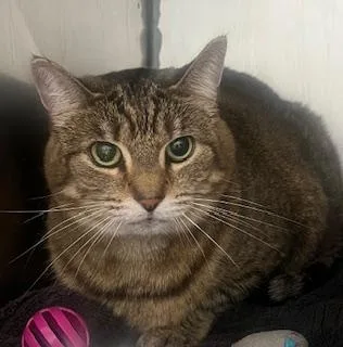 An adult medium-sized female Domestic Short Hair cat named Chloe for adoption in Fishers, IN