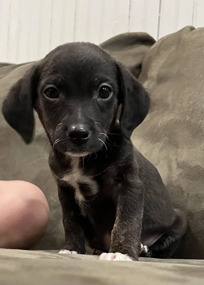 Macaroon thumbnail 2