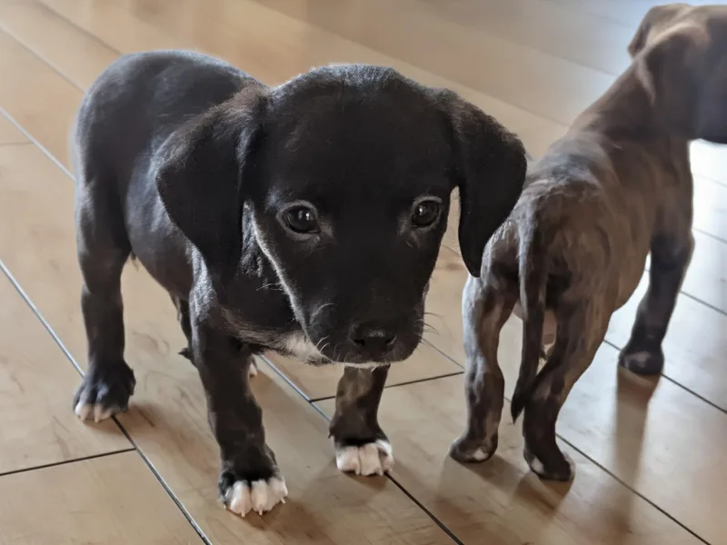 Macaroon thumbnail 3