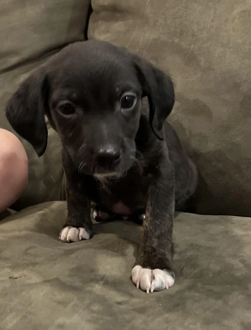 Macaroon thumbnail 4