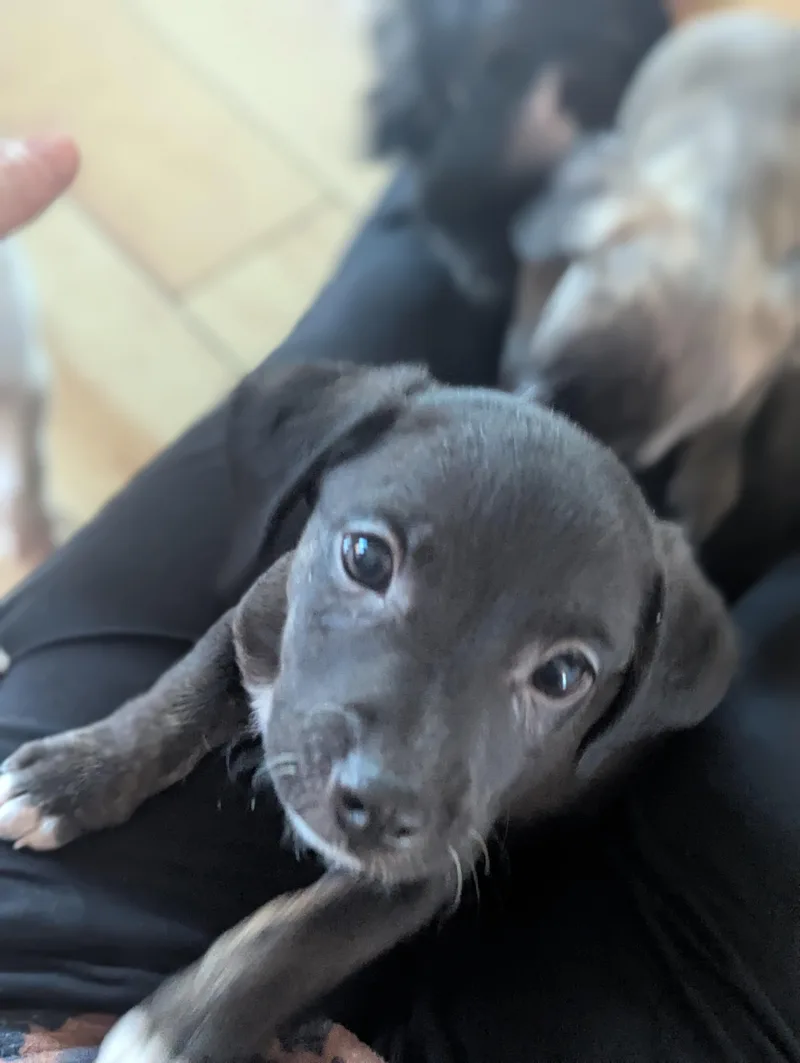 Macaroon thumbnail 6