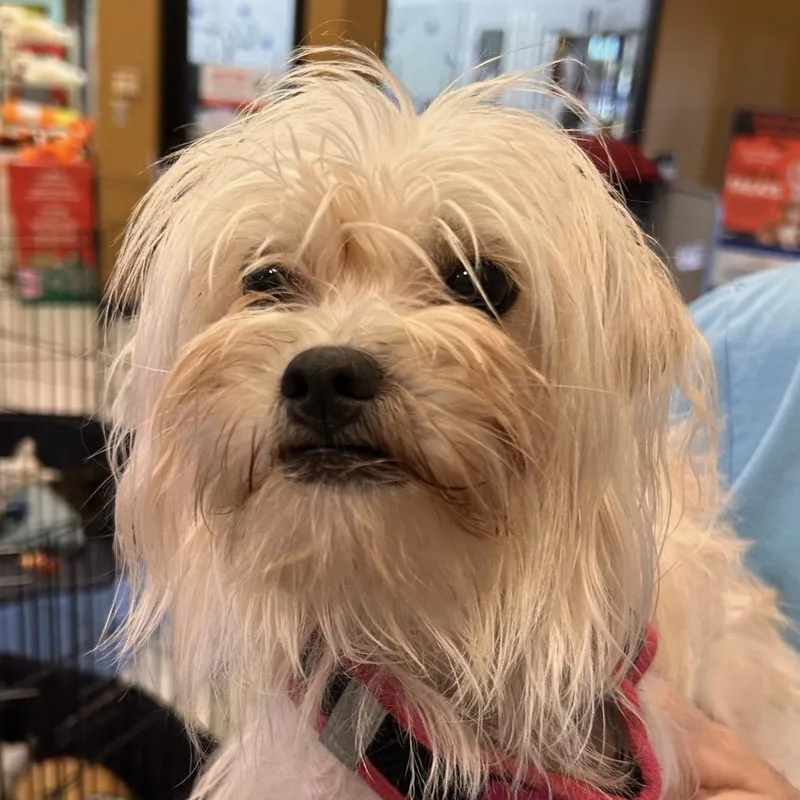 A young small-sized female White / Cream Maltese dog named Dolly Codol for adoption in Las Vegas, NV