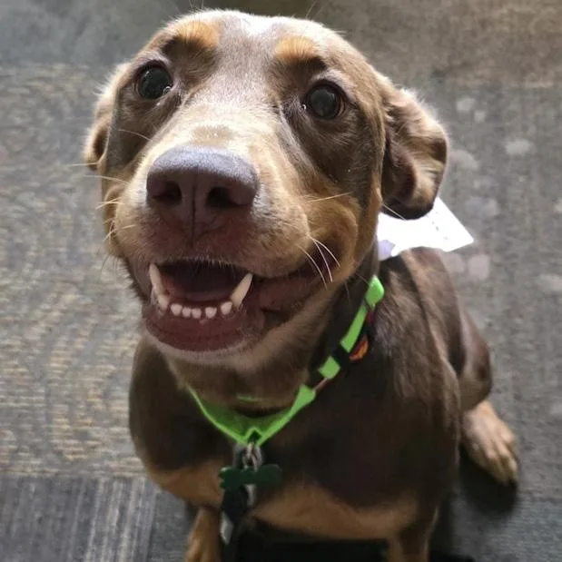 An adult large-sized female Mixed Breed dog named Johanna for adoption in Toledo, OH