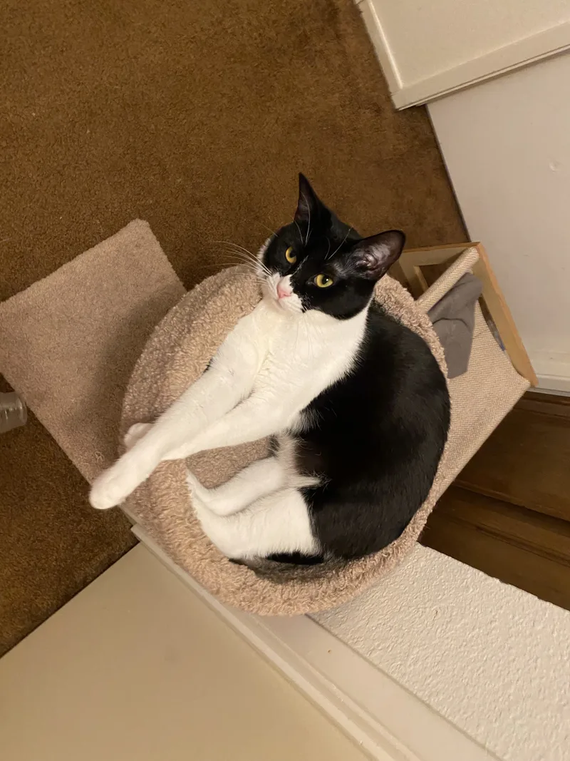 An adult medium-sized female Domestic Short Hair cat named Korena for adoption in Vacaville, CA