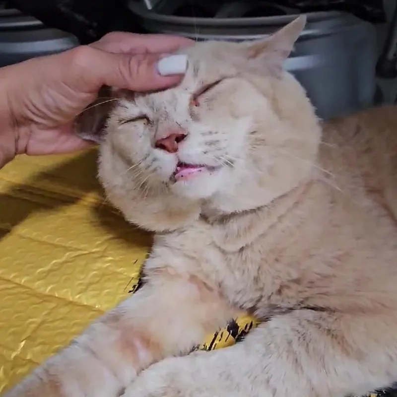 Oro thumbnail 3