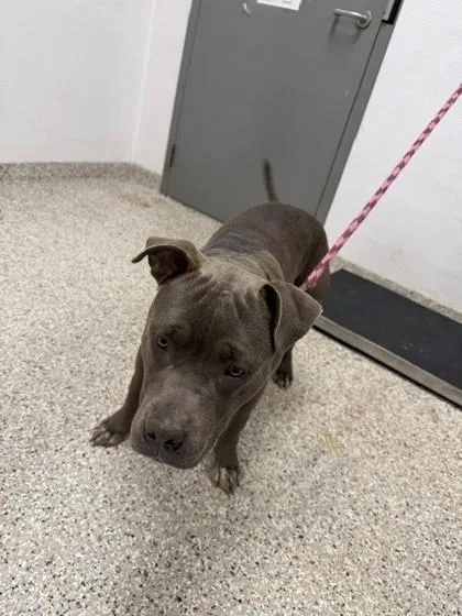 An adult large-sized male Terrier dog named Porkchop for adoption in Gastonia, NC