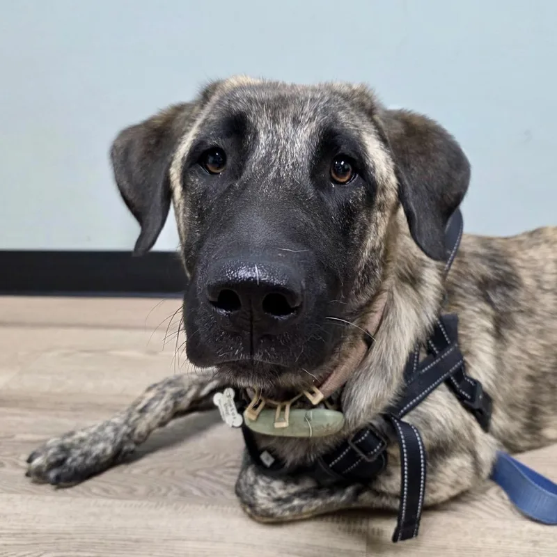 A young large-sized male Yellow / Tan / Blond / Fawn Anatolian Shepherd dog named Davey for adoption in Ennis, TX