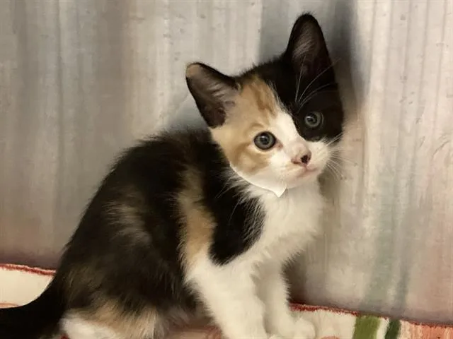 A baby small-sized female Domestic Short Hair cat named Ginger for adoption in Tustin, CA