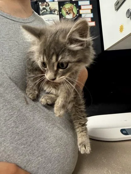 A baby small-sized female Domestic Long Hair cat named Ring for adoption in Salisbury, MD