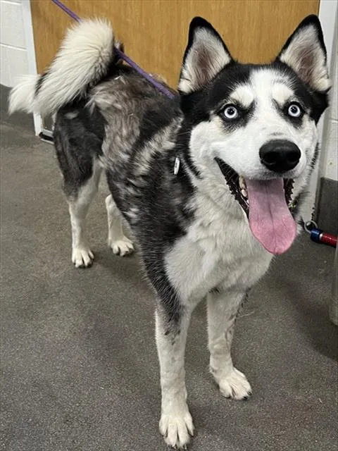 An adult large-sized male Siberian Husky dog named Iker for adoption in Upper Marlboro, MD