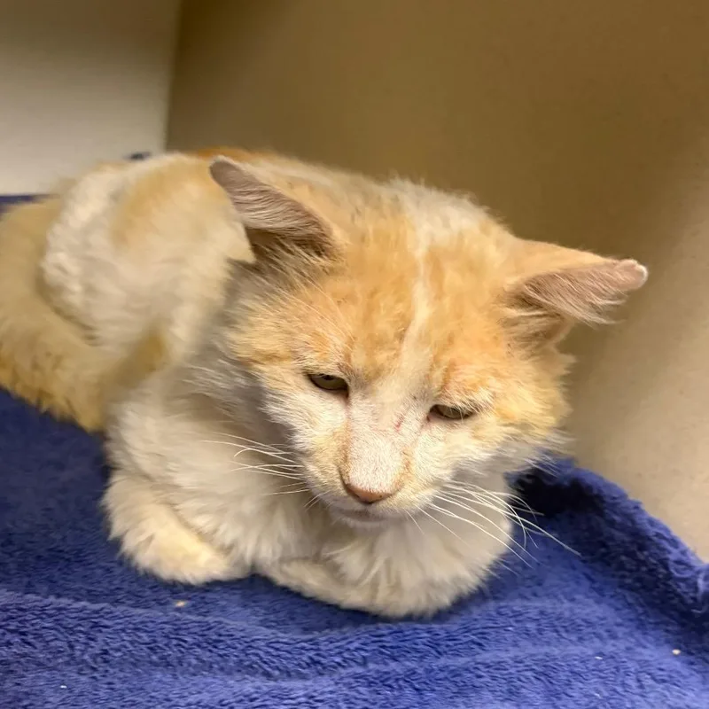 An adult medium-sized male White Domestic Short Hair cat named Frankie for adoption in Yuma, AZ