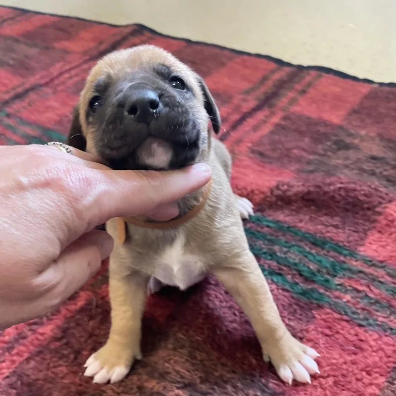 Darla