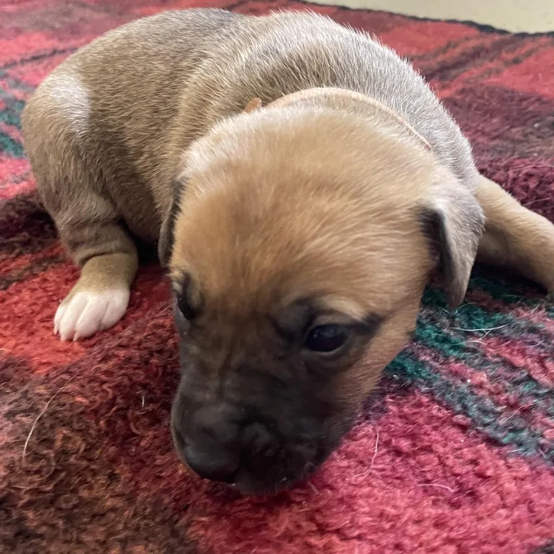 Darla thumbnail 2