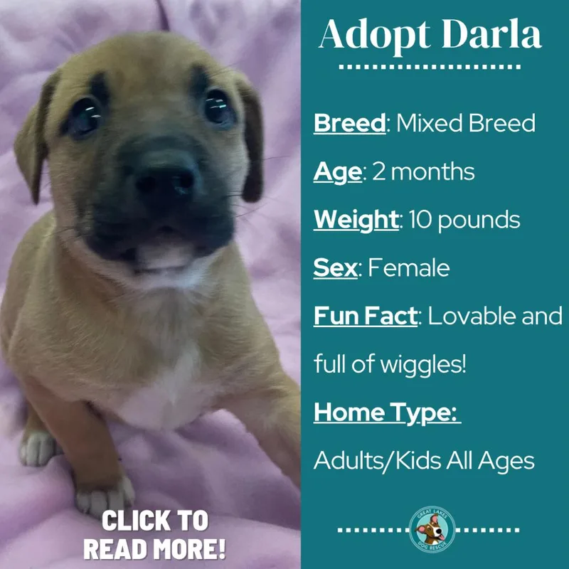 Darla thumbnail 3