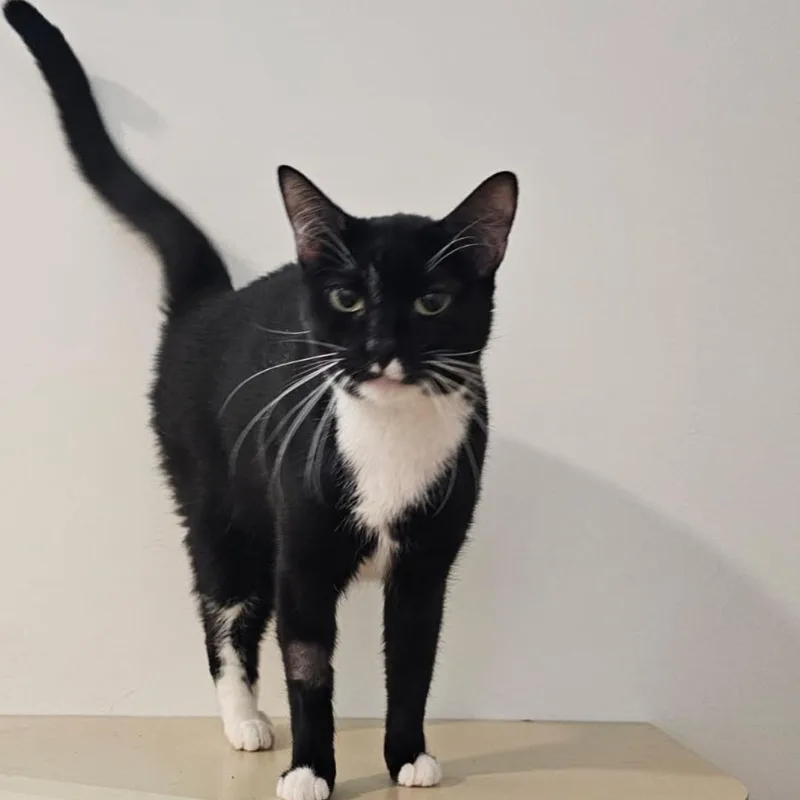 An adult medium-sized female Black & White / Tuxedo Domestic Short Hair cat named Kuti for adoption in New York, NY