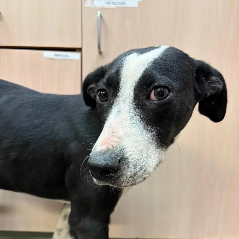 A young medium-sized female Black Pointer dog named Mary for adoption in Evensville, TN