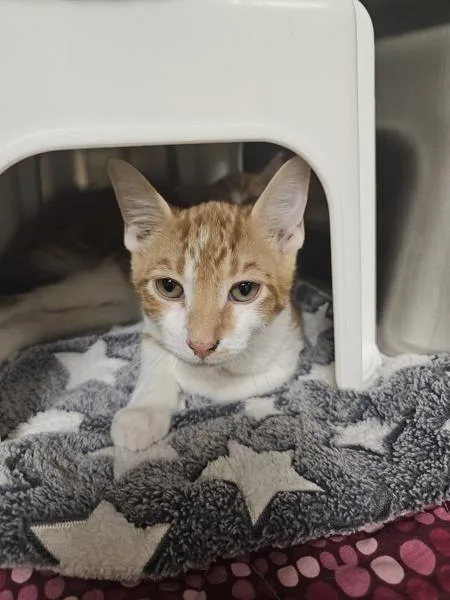 A baby small-sized male Domestic Short Hair cat named Cheddar for adoption in Kennewick, WA