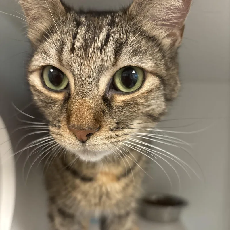 A young medium-sized female Brown / Chocolate Domestic Short Hair cat named Jessie for adoption in Tulsa, OK