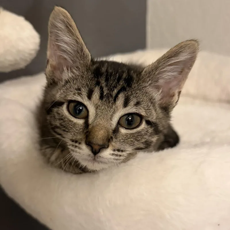 A baby small-sized male Brown / Chocolate Domestic Short Hair cat named Marlon for adoption in Leander, TX