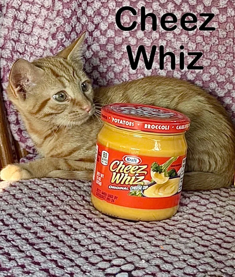 A baby medium-sized male Orange / Red Domestic Short Hair cat named Cheez Whiz for adoption in Springdale, PA