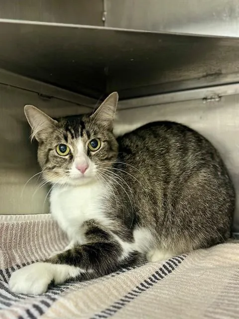 A young medium-sized female Domestic Medium Hair cat named Lily for adoption in Conroe, TX