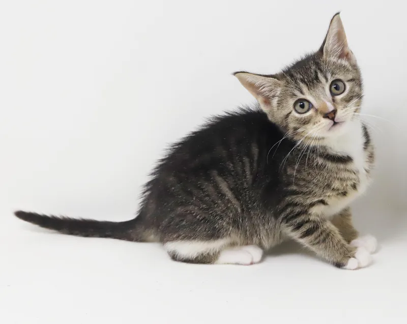 Sterling is more precious thumbnail 2