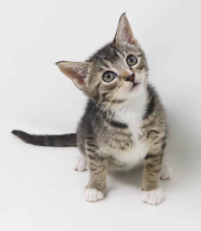 Sterling is more precious thumbnail 4