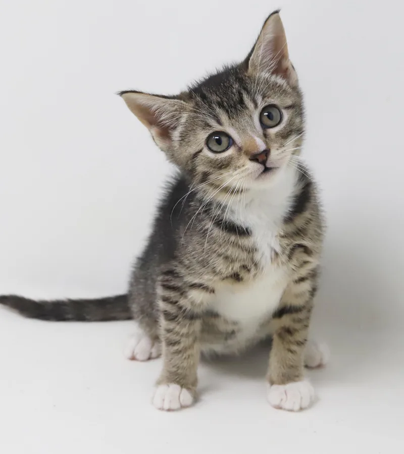 Sterling is more precious thumbnail 6