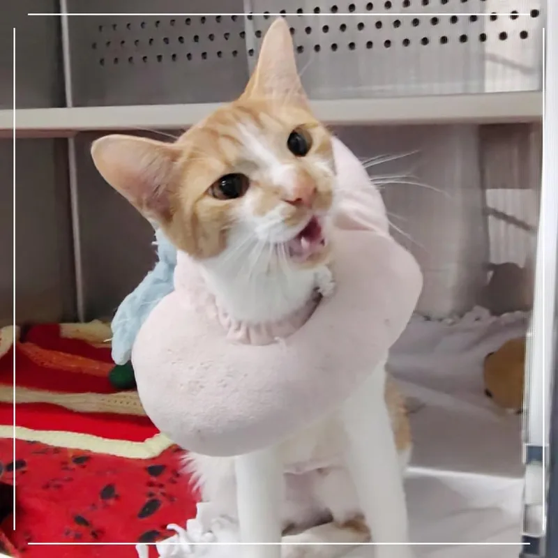 A young medium-sized female Orange / Red Domestic Short Hair cat named Saffron for adoption in Dearborn, MI