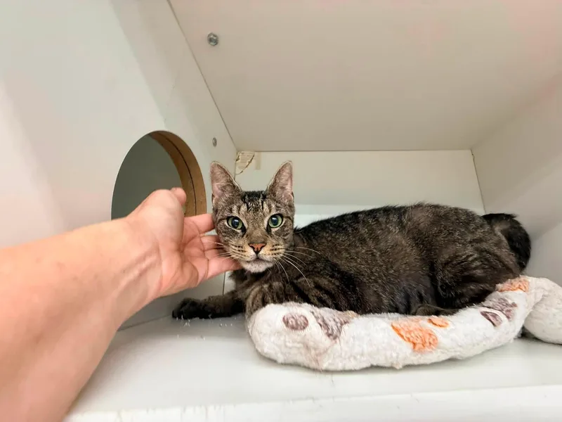 An adult medium-sized female Tabby (Brown / Chocolate) Domestic Short Hair cat named Kaskade for adoption in Cleveland, OH