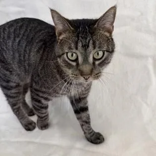 An adult medium-sized male Domestic Short Hair cat named Malfoy for adoption in Buffalo, MN