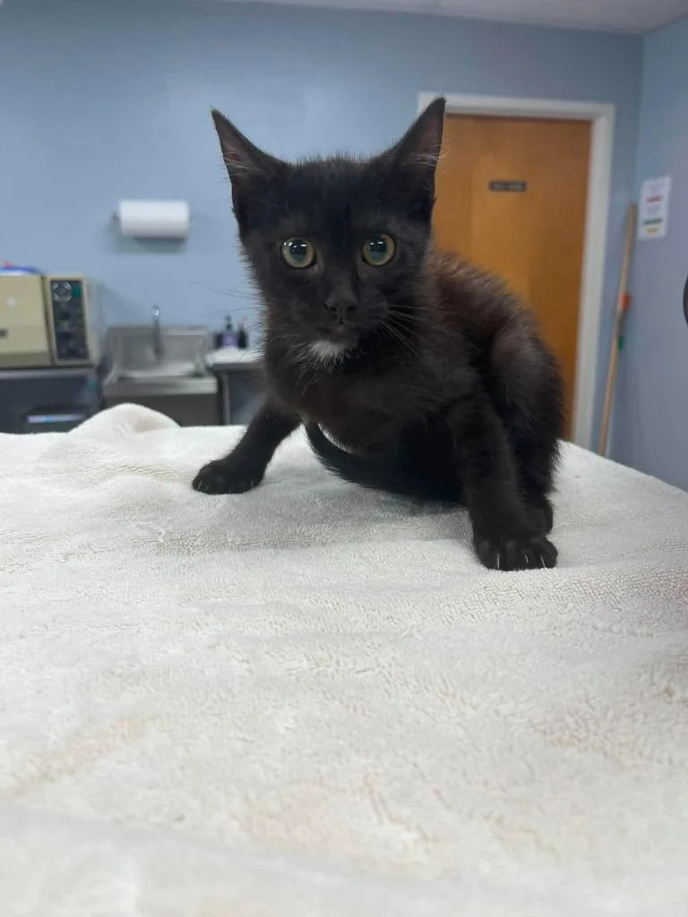 A baby small-sized male Domestic Short Hair cat named Jazz for adoption in Lavonia, GA