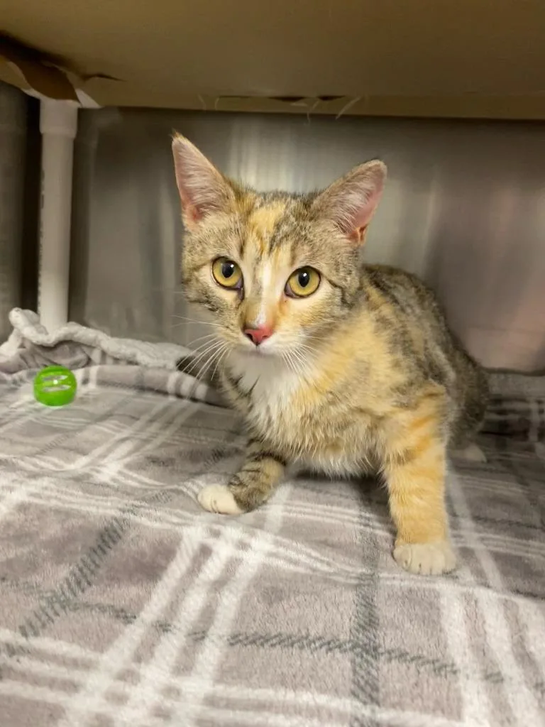 A baby medium-sized female Domestic Short Hair cat named Clover for adoption in Boone, IA