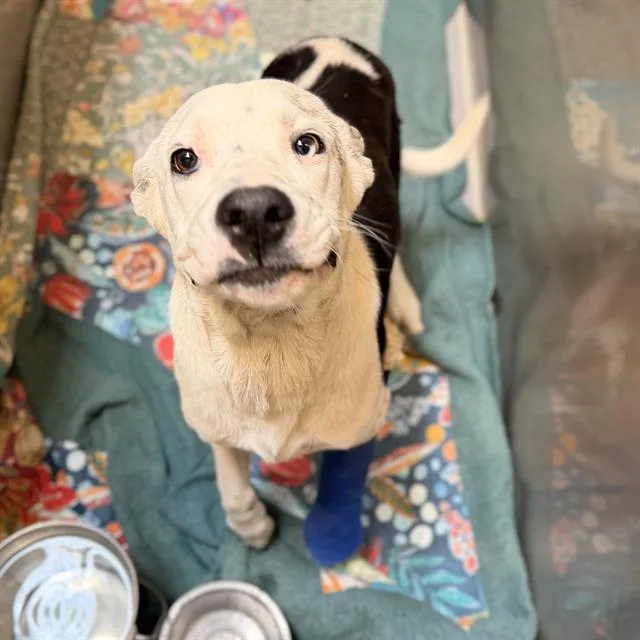 A young medium-sized male Pit Bull Terrier dog named Levi for adoption in Modesto, CA