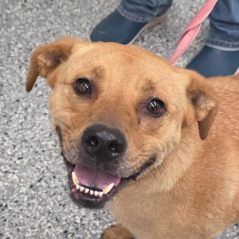 An adult small-sized male Brown / Chocolate Black Mouth Cur dog named Thomas for adoption in Bronson, FL