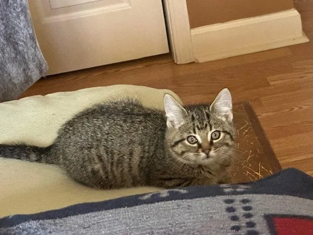 A young medium-sized male American Shorthair cat named Fudge for adoption in Kohler, WI