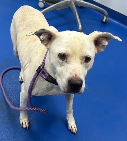 An adult medium-sized female Retriever dog named Amaya for adoption in Lancaster, SC