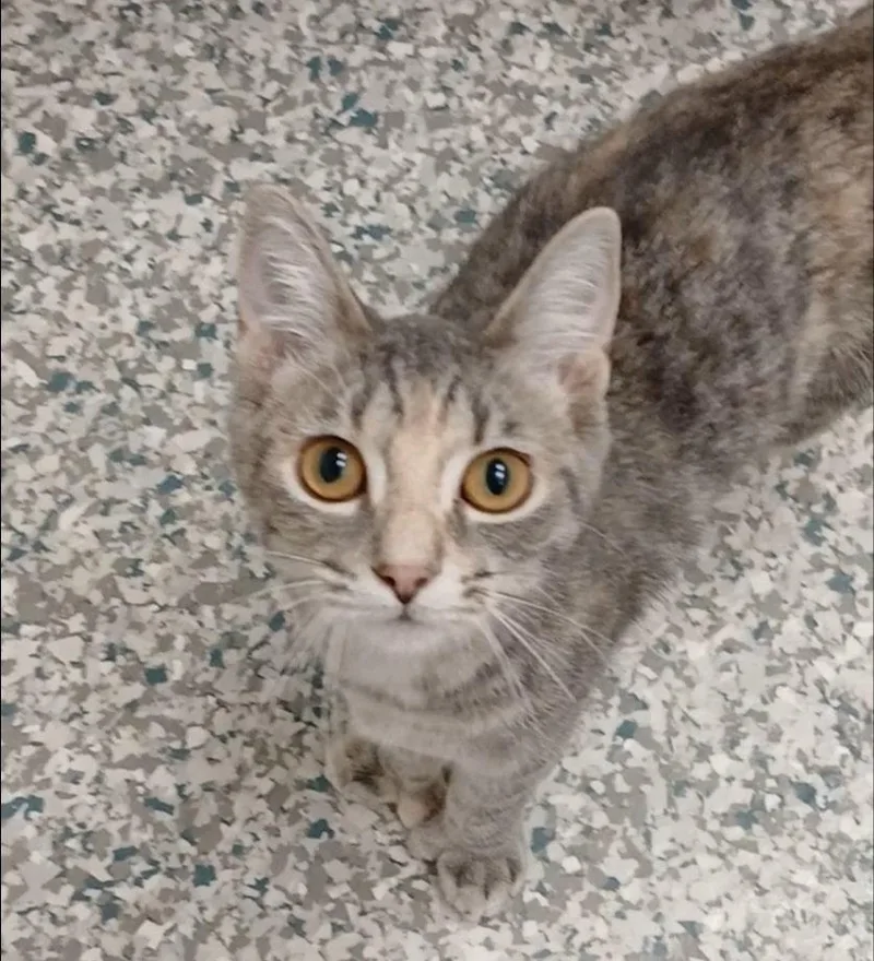A baby medium-sized female Dilute Tortoiseshell cat named Wendy for adoption in Bay City, MI