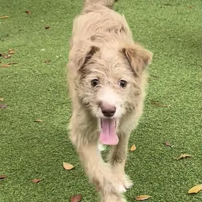 A baby small-sized female Yellow / Tan / Blond / Fawn Terrier dog named Dory for adoption in LOXAHATCHEE, FL