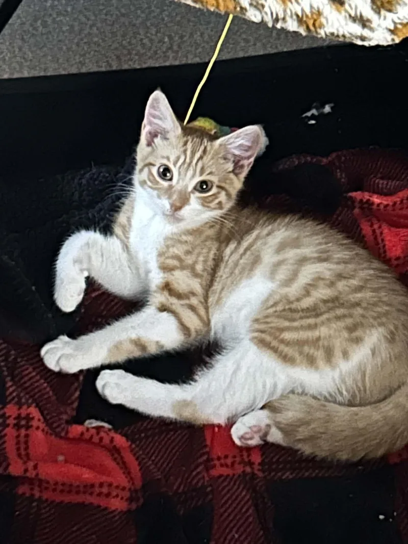 A baby small-sized female Orange & White Domestic Short Hair cat named Ginger for adoption in Beckley, WV