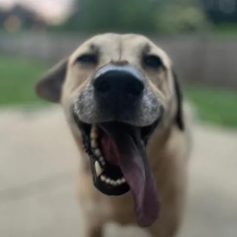 Brooklyn thumbnail 3