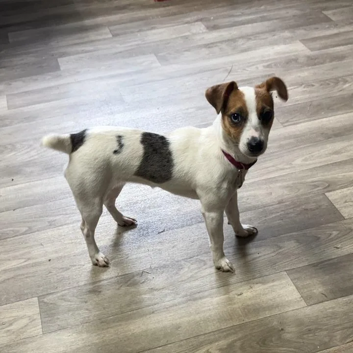A young small-sized female White / Cream Jack Russell Terrier dog named Evie for adoption in Jacksonville Beach, FL