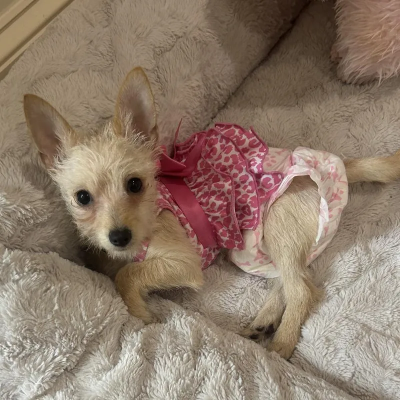 A baby small-sized female Terrier dog named Daisy for adoption in Winder, GA