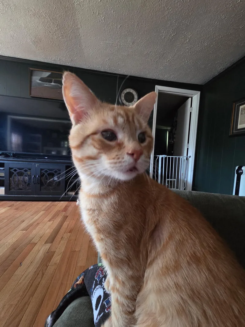 Muenster thumbnail 2