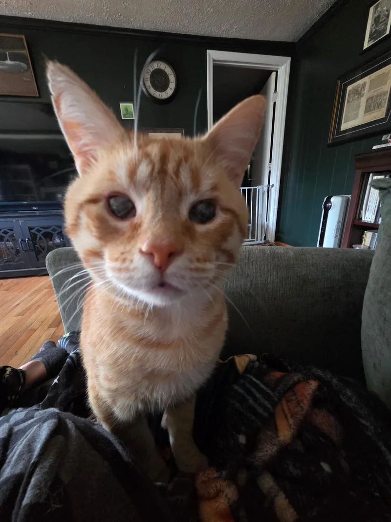 Muenster thumbnail 4